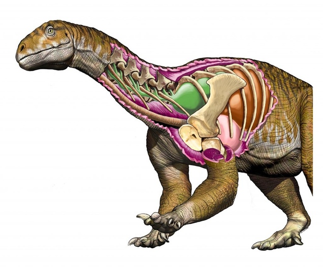 Artist’s impression of I. prima, with internal structures.